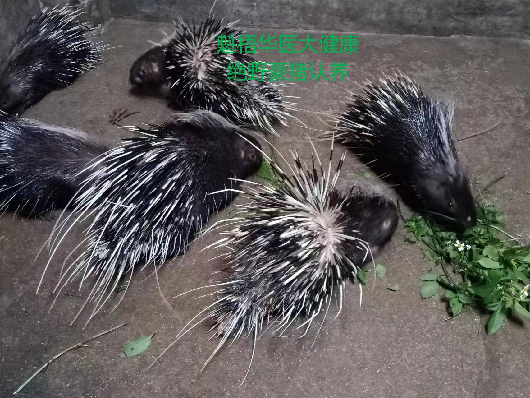 最新豪猪回收商家方法分析(最方便真实的玉溪豪猪卖去什么地方方法)